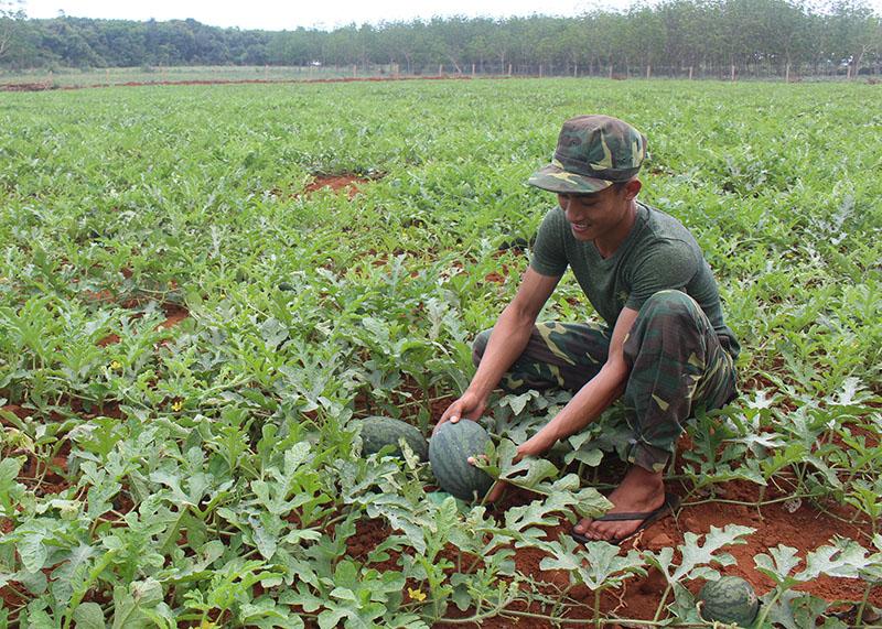 Ngọt thơm dưa hấu Vĩnh Tú